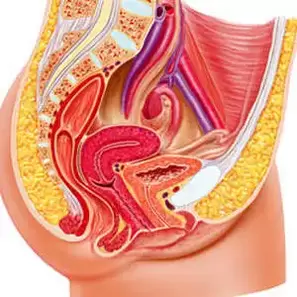 female genitourinary system and point gee