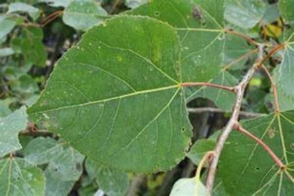 Tremble leaves for the healing infusion